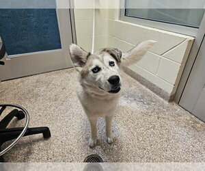 Aussie Siberian Dogs for adoption in Pueblo, CO, USA