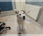 ANGEL - Female Aussie Siberian Dog for Adoption - Small photo