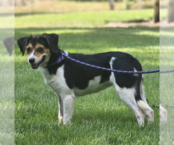 Medium Photo #2 Beagle Puppy For Sale in Yardley, PA, USA