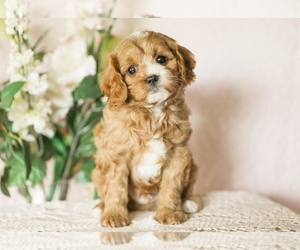 Cavapoo Puppy for sale in DENVER, PA, USA