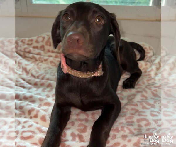 Medium Photo #1 Labrador Retriever-Retriever  Mix Puppy For Sale in Washington, DC, USA