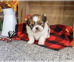 Jake - Male Shih Tzu Puppy for Sale - Photo #3