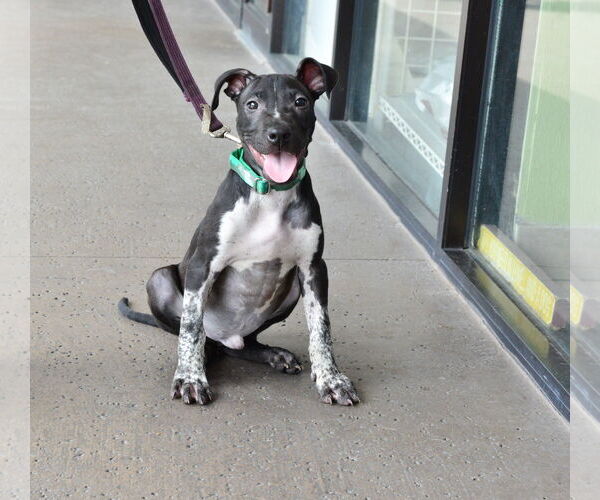 Medium Photo #1 Mutt Puppy For Sale in Royal Palm Beach, FL, USA