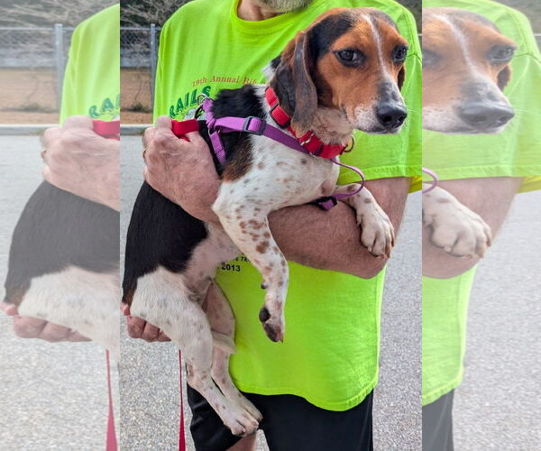 Medium Photo #3 Beagle Puppy For Sale in Dunnellon, FL, USA