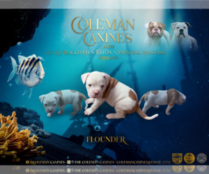 American Bulldog Puppy for sale in DURHAM, NC, USA