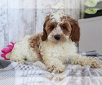 Small Photo #3 Cocker Spaniel-Poodle (Miniature) Mix Puppy For Sale in SHILOH, OH, USA