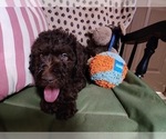 Small Photo #4 Australian Labradoodle Puppy For Sale in W FIELD, NC, USA