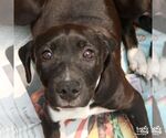 Small #4 German Shorthaired Lab