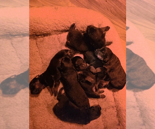 Medium Photo #2 Rottweiler Puppy For Sale in COTTLEVILLE, MO, USA