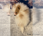 Small Photo #6 Pomeranian Puppy For Sale in AZLE, TX, USA