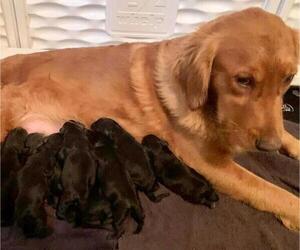 Mother of the Goldendoodle puppies born on 05/29/2023