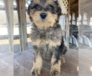 Aussiedoodle Puppy for sale in UPTON, KY, USA