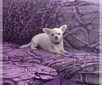 Small #3 Chihuahua