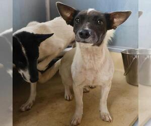 Mutt Dogs for adoption in San Antonio, TX, USA
