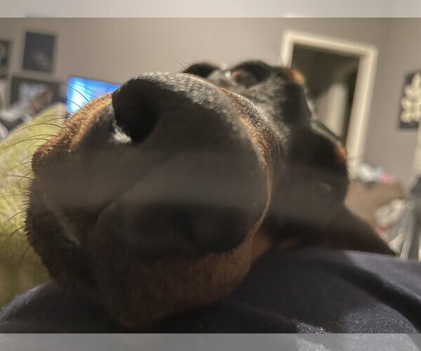 Medium Photo #9 Doberman Pinscher Puppy For Sale in Minneaoplis, MN, USA