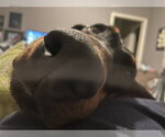 Small #8 Doberman Pinscher