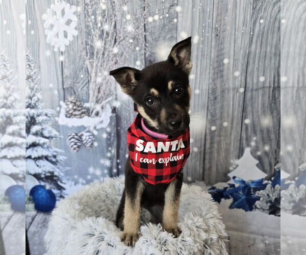 Medium Photo #17 Mutt Puppy For Sale in Fargo, ND, USA