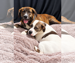 Small Photo #5 Bull-Boxer Puppy For Sale in Chandler, AZ, USA