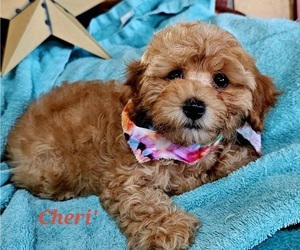 Cavachon-Cavapoo Mix Litter for sale in FREWSBURG, NY, USA