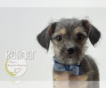 Small #3 Dachshund Mix