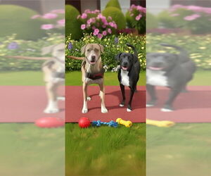 Angel & Buddy - Female Labrador Retriever Dog for Adoption - Photo #5