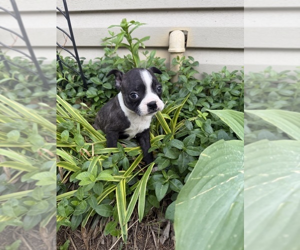 Medium Photo #8 Boston Terrier Puppy For Sale in FREDONIA, KS, USA