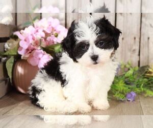 Zuchon Puppy for sale in MOUNT VERNON, OH, USA