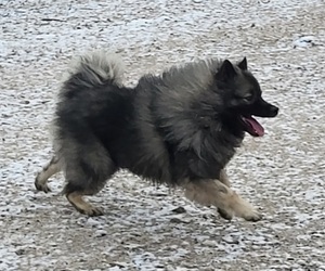 Father of the Keeshond puppies born on 11/30/2023