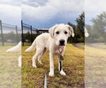 Small #2 Great Pyrenees