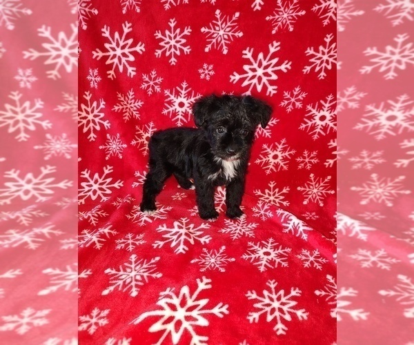 Medium Photo #19 YorkiePoo Puppy For Sale in LAPEER, MI, USA