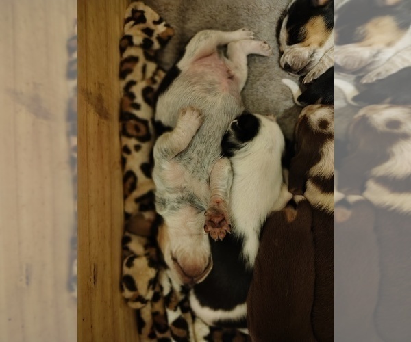 Medium Photo #32 Beagle Puppy For Sale in BOWLING GREEN, MO, USA