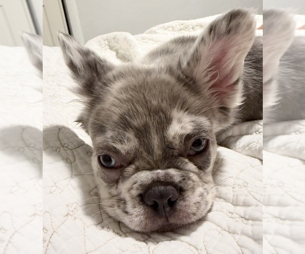 Medium Photo #6 French Bulldog Puppy For Sale in MIAMI, FL, USA