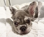 Small #5 French Bulldog