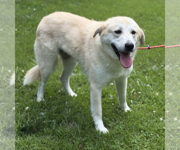 Medium Photo #4 Great Pyrenees Puppy For Sale in Yardley, PA, USA