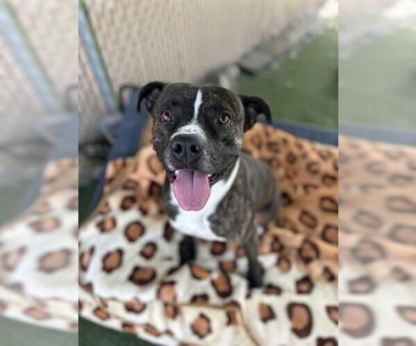 Medium Photo #1 Mutt Puppy For Sale in Chula Vista, CA, USA