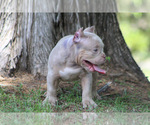 Puppy Spark plug American Bully