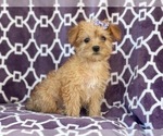 Small Photo #3 Poodle (Miniature)-Shorkie Tzu Mix Puppy For Sale in LAKELAND, FL, USA