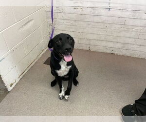 Labrador Retriever Dogs for adoption in San Bernardino, CA, USA