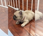 Small Photo #15 French Bulldog Puppy For Sale in RIVERSIDE, CA, USA
