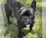 Small #2 French Bulldog