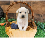 Puppy Woody Labrador Retriever
