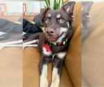 Small Photo #3 Chiranian Puppy For Sale in San Diego, CA, USA
