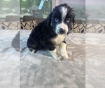 Small #9 Australian Shepherd