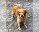 Small Photo #1 Golden Retriever Puppy For Sale in SYLVANIA, GA, USA