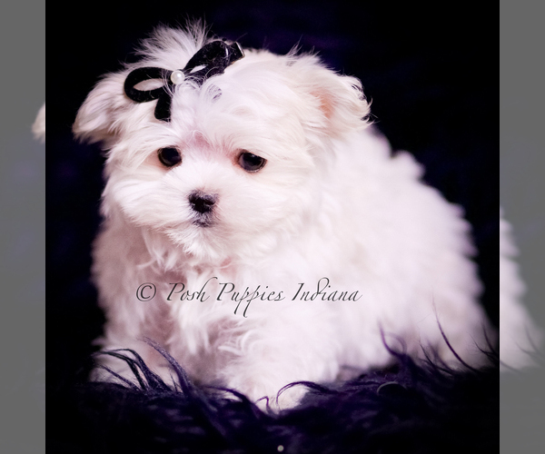 Medium Photo #4 Maltese Puppy For Sale in WARSAW, IN, USA