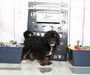 Bernedoodle (Miniature) Puppy for sale in MARIETTA, GA, USA
