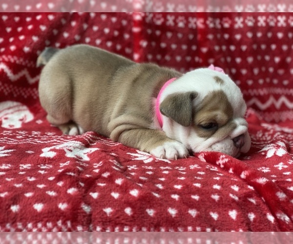 Medium Photo #3 English Bulldog Puppy For Sale in COVINGTON, WA, USA