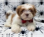 Small Photo #4 Lhasa Apso Puppy For Sale in LAKELAND, FL, USA