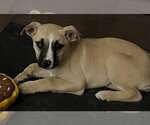 Small Photo #2 Labrador Retriever-Unknown Mix Puppy For Sale in Alexander, AR, USA