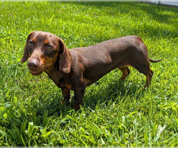 Medium Photo #4 Dachshund Puppy For Sale in Shelbyville, TN, USA